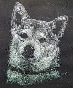 柴犬　肖像画